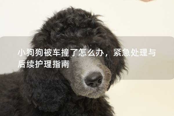 小狗狗被車撞了怎么辦，緊急處理與后續(xù)護(hù)理指南