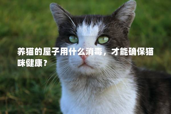 養(yǎng)貓的屋子用什么消毒，才能確保貓咪健康？