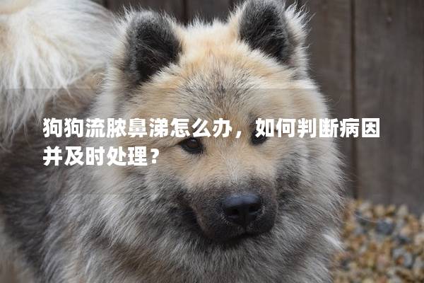 狗狗流膿鼻涕怎么辦，如何判斷病因并及時(shí)處理？