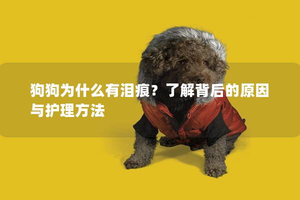 狗狗為什么有淚痕？了解背后的原因與護(hù)理方法