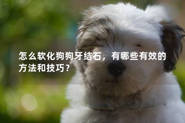怎么軟化狗狗牙結石，有哪些有效的方法和技巧？