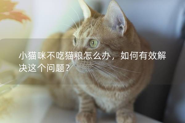 小貓咪不吃貓糧怎么辦，如何有效解決這個問題？