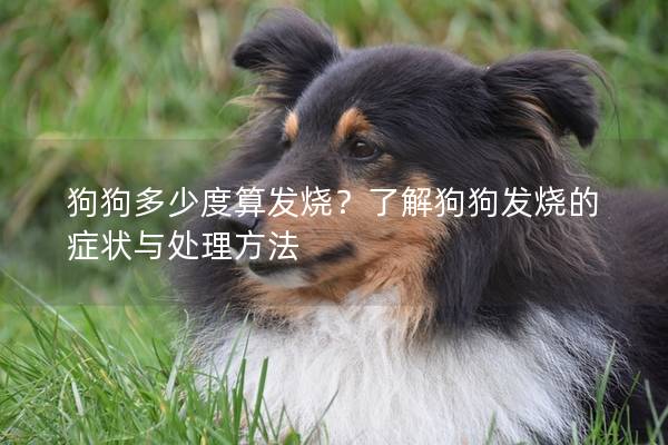 狗狗多少度算發燒？了解狗狗發燒的癥狀與處理方法