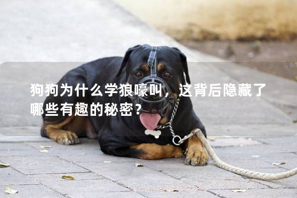 狗狗為什么學狼嚎叫，這背后隱藏了哪些有趣的秘密？