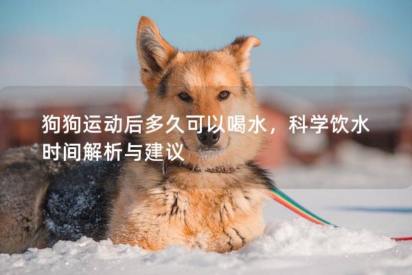 狗狗運動后多久可以喝水，科學(xué)飲水時間解析與建議