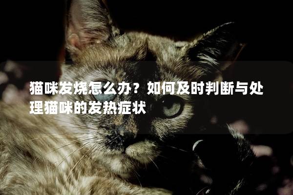 貓咪發燒怎么辦？如何及時判斷與處理貓咪的發熱癥狀