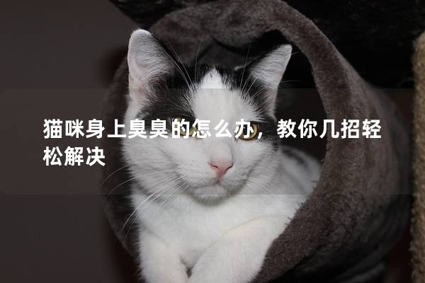 貓咪身上臭臭的怎么辦，教你幾招輕松解決