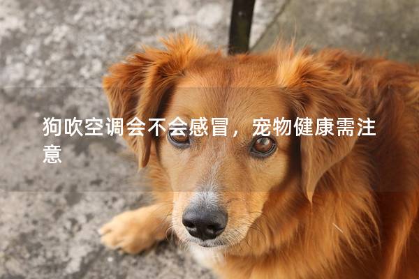 狗吹空調會不會感冒，寵物健康需注意