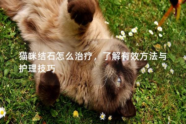 貓咪結(jié)石怎么治療，了解有效方法與護(hù)理技巧