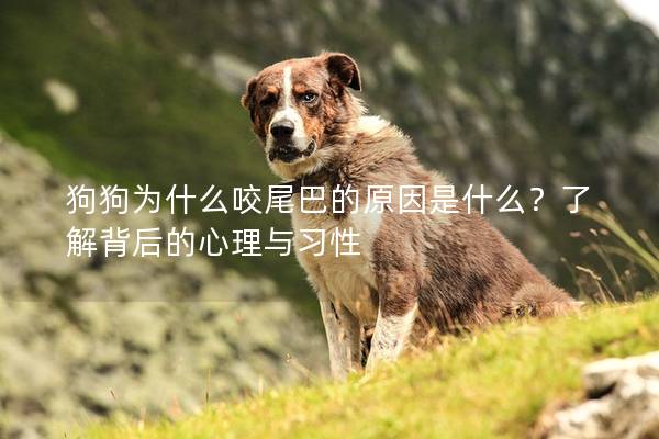 狗狗為什么咬尾巴的原因是什么？了解背后的心理與習(xí)性