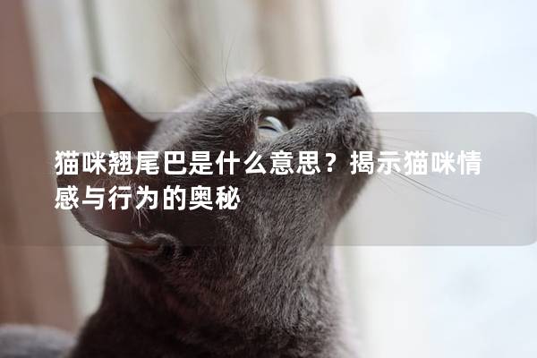 貓咪翹尾巴是什么意思？揭示貓咪情感與行為的奧秘