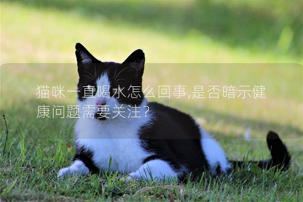 貓咪一直喝水怎么回事,是否暗示健康問題需要關(guān)注？