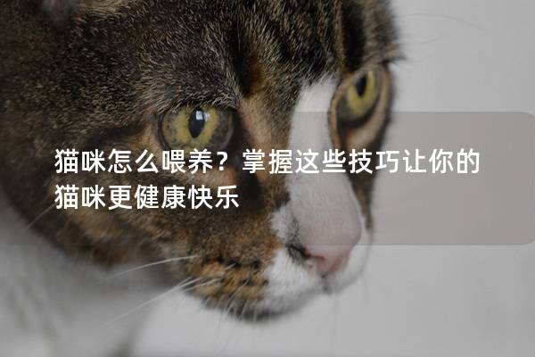 貓咪怎么喂養？掌握這些技巧讓你的貓咪更健康快樂