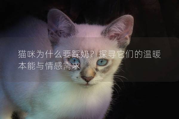 貓咪為什么要踩奶？探尋它們的溫暖本能與情感需求