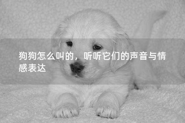狗狗怎么叫的，聽聽它們的聲音與情感表達