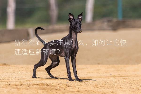 新狗狗到家要注意什么，如何讓它快速適應新環境？