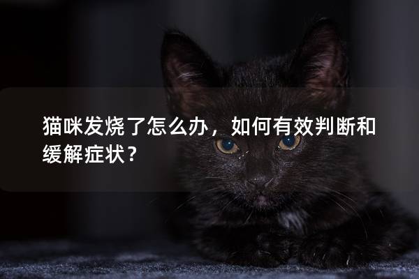 貓咪發(fā)燒了怎么辦，如何有效判斷和緩解癥狀？
