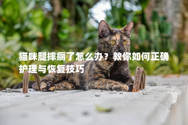 貓咪腿摔瘸了怎么辦？教你如何正確護理與恢復技巧