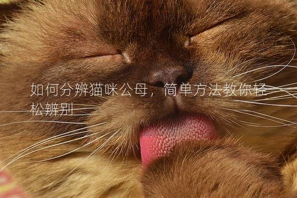 如何分辨貓咪公母，簡單方法教你輕松辨別