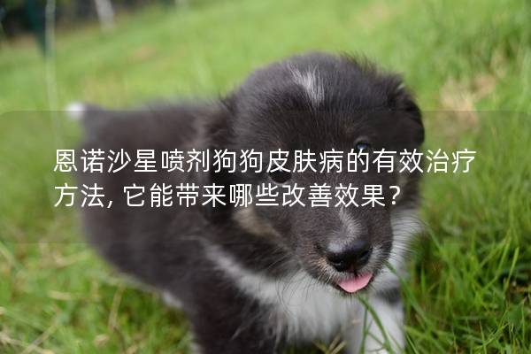 恩諾沙星噴劑狗狗皮膚病的有效治療方法, 它能帶來哪些改善效果？