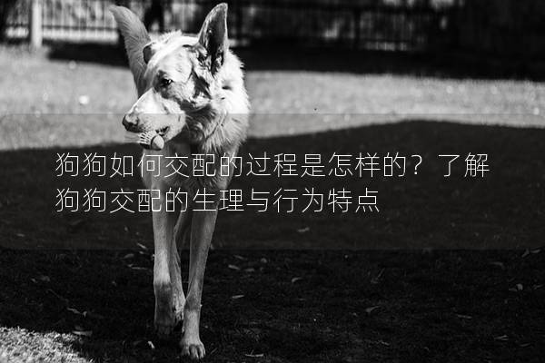 狗狗如何交配的過程是怎樣的？了解狗狗交配的生理與行為特點(diǎn)