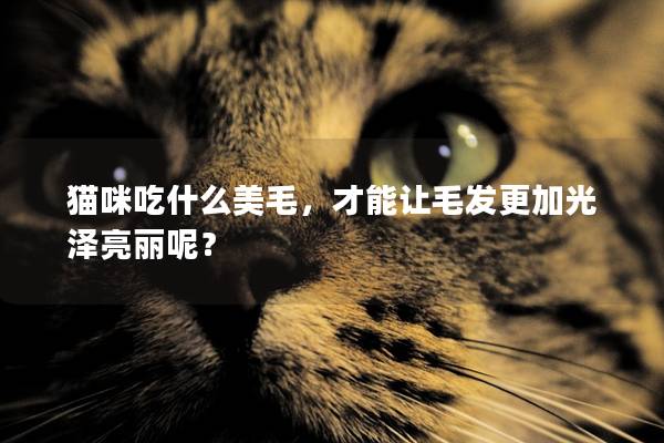 貓咪吃什么美毛，才能讓毛發更加光澤亮麗呢？