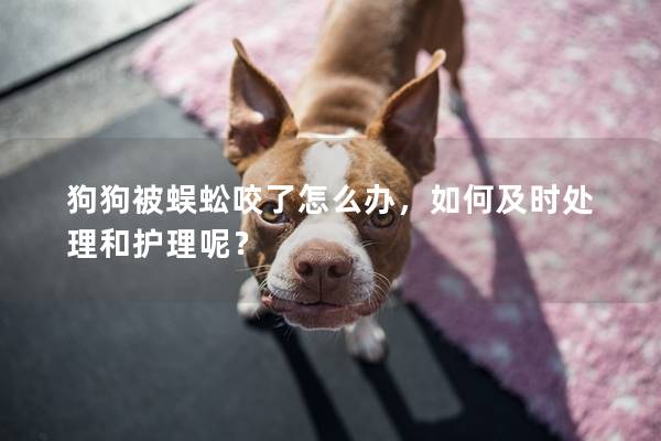 狗狗被蜈蚣咬了怎么辦，如何及時(shí)處理和護(hù)理呢？