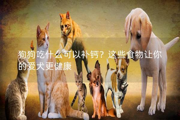 狗狗吃什么可以補(bǔ)鈣？這些食物讓你的愛犬更健康