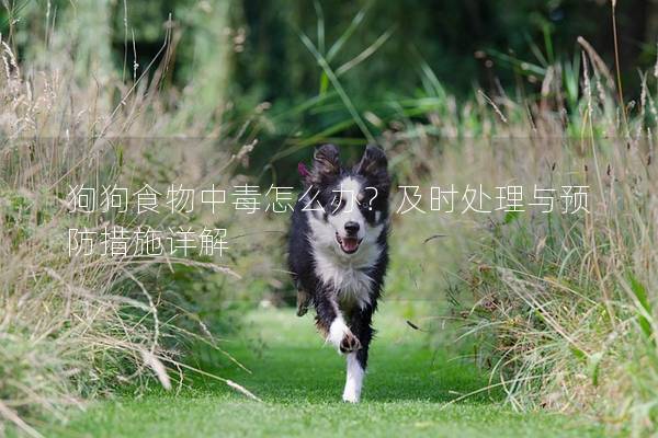 狗狗食物中毒怎么辦？及時處理與預(yù)防措施詳解