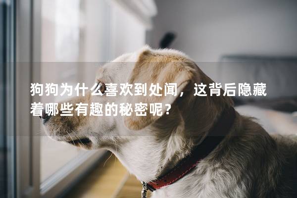 狗狗為什么喜歡到處聞，這背后隱藏著哪些有趣的秘密呢？