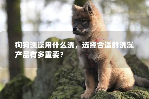 狗狗洗澡用什么洗，選擇合適的洗澡產品有多重要？