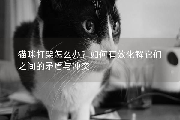 貓咪打架怎么辦?如何有效化解它們之間的矛盾與沖突 貓咪打架怎么辦?如何有效化解它們之間的矛盾與沖突