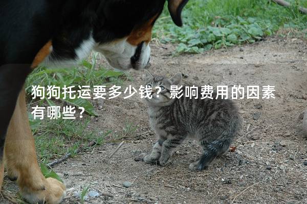 狗狗托運要多少錢？影響費用的因素有哪些？