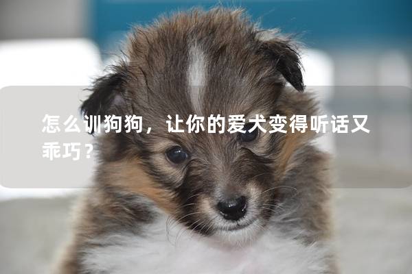 怎么訓狗狗，讓你的愛犬變得聽話又乖巧？
