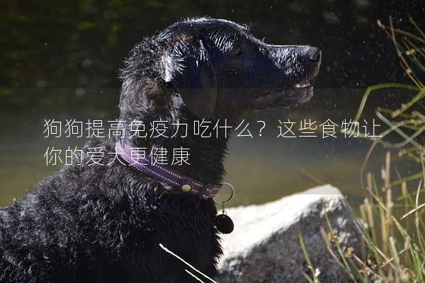 狗狗提高免疫力吃什么?這些食物讓你的愛犬更健康 狗狗提高免疫力吃什么?這些食物讓你的愛犬更健康