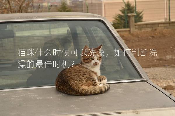 貓咪什么時候可以洗澡，如何判斷洗澡的最佳時機？