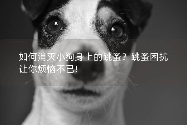 如何消滅小狗身上的跳蚤？跳蚤困擾讓你煩惱不已!