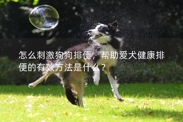 怎么刺激狗狗排便，幫助愛犬健康排便的有效方法是什么？