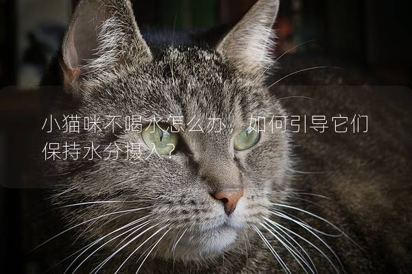 小貓咪不喝水怎么辦，如何引導(dǎo)它們保持水分?jǐn)z入？