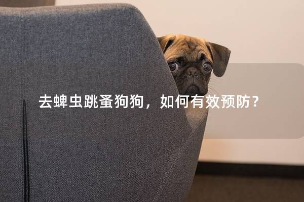去蜱蟲跳蚤狗狗，如何有效預防？