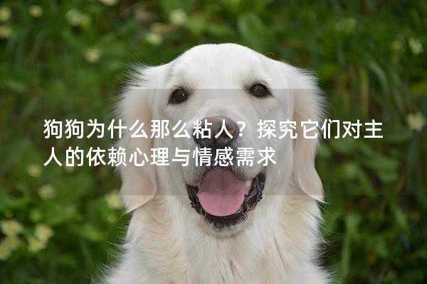 狗狗為什么那么粘人？探究它們對(duì)主人的依賴心理與情感需求