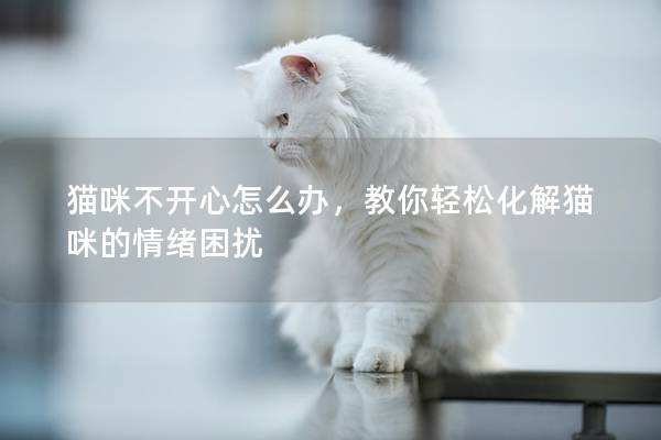 貓咪不開心怎么辦，教你輕松化解貓咪的情緒困擾