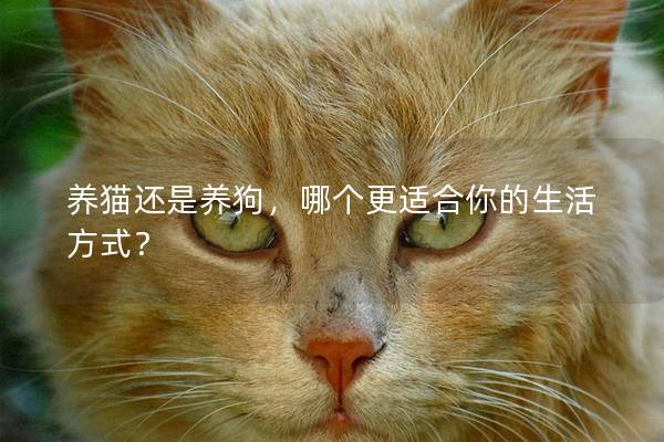 養貓還是養狗，哪個更適合你的生活方式？