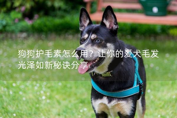 狗狗護毛素怎么用？讓你的愛犬毛發光澤如新秘訣分享