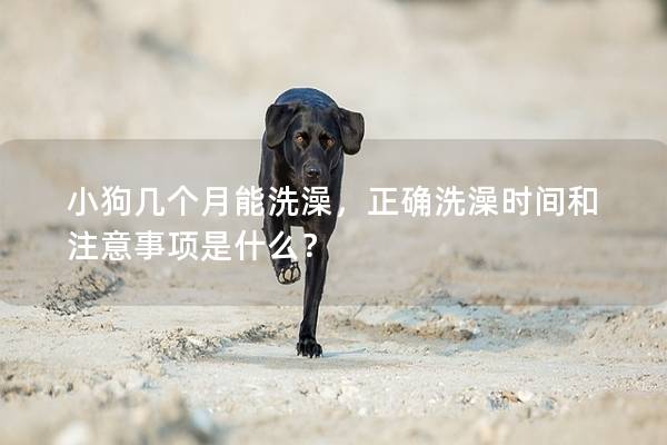 小狗幾個月能洗澡，正確洗澡時間和注意事項是什么？