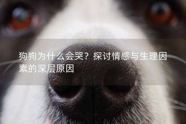 狗狗為什么會(huì)哭？探討情感與生理因素的深層原因