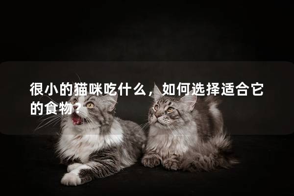很小的貓咪吃什么，如何選擇適合它的食物？