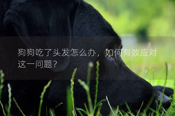 狗狗吃了頭發怎么辦，如何有效應對這一問題？
