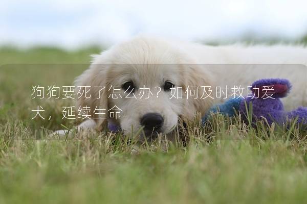 狗狗要死了怎么辦？如何及時救助愛犬，延續(xù)生命