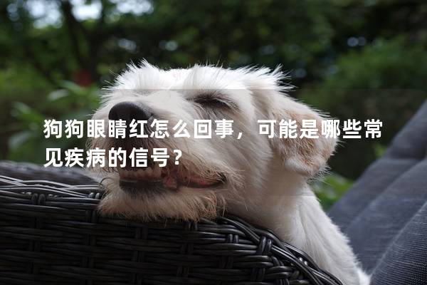 狗狗眼睛紅怎么回事，可能是哪些常見疾病的信號？